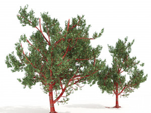 Red Bark cherry trees Modelo 3D