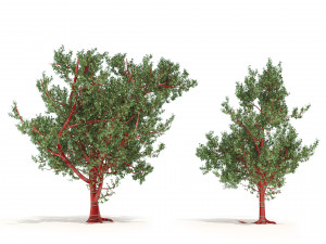 Red Bark cherry trees Modelo 3D