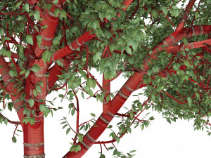 Red Bark cherry trees Modelo 3D
