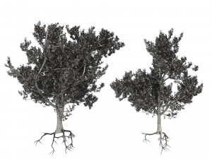 Red Bark cherry trees Modelo 3D