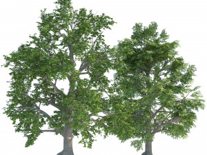 Low and high poly tree broadleaf trees 3D Model