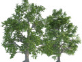 Low and high poly tree broadleaf trees Modello 3D