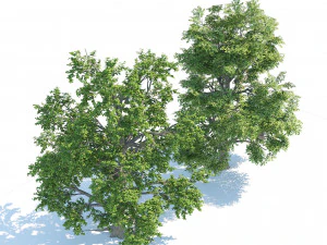 Low and high poly tree broadleaf trees 3D Model