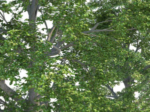 Low and high poly tree broadleaf trees 3D Model