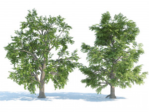 Low and high poly tree broadleaf trees Modèle 3D