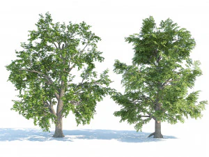 Low and high poly tree broadleaf trees 3D Model