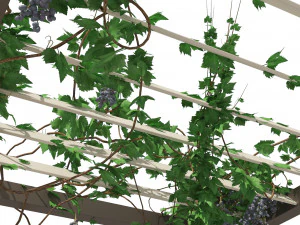 Modern pergola with climber grapevine 3D Model
