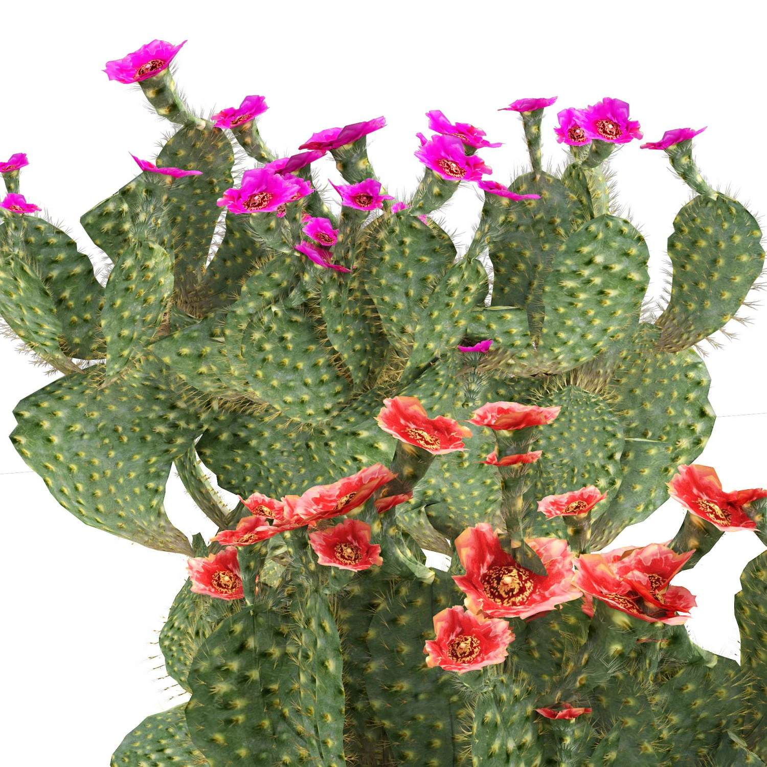 Flowering Beavertail pricklypear cactus 3D Model .c4d .max .obj .3ds .fbx .stl .blend 