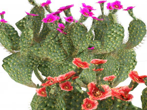 Kaktus berduri Beavertail berbunga Model 3D