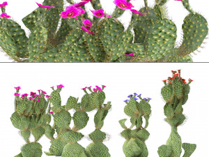 Flowering Beavertail pricklypear cactus Modelo 3D