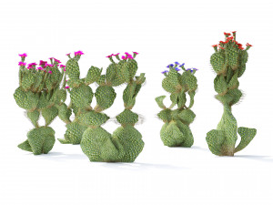 Flowering Beavertail pricklypear cactus Modelo 3D