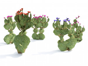 Flowering Beavertail pricklypear cactus Modelo 3D