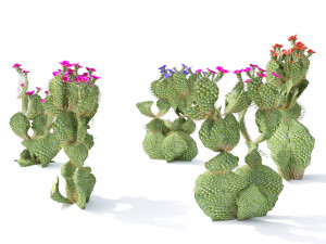 Flowering Beavertail pricklypear cactus Modelo 3D