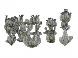 Flowering Beavertail pricklypear cactus Modelo 3D