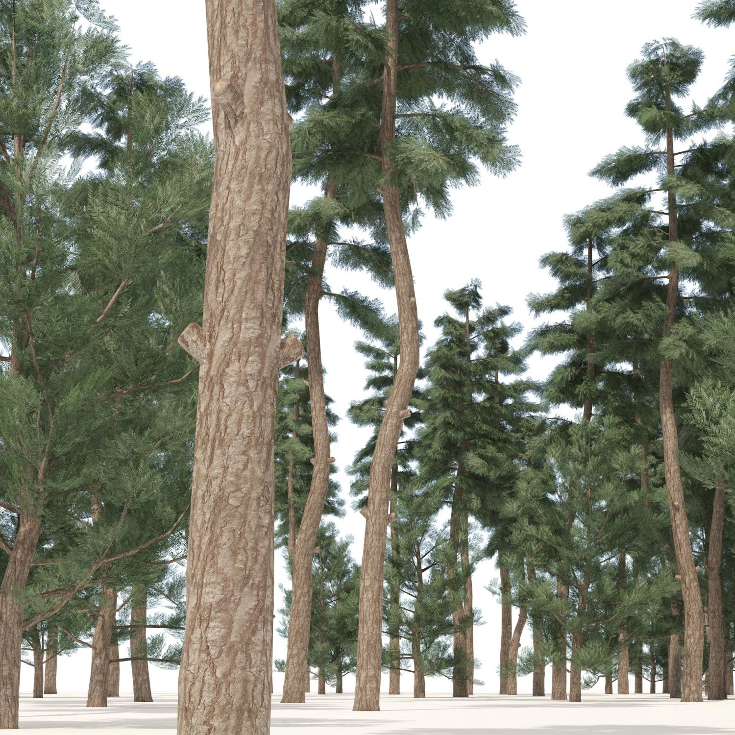 Evergreen conifer forest trees 3D Model .c4d .max .obj .3ds .fbx .stl .blend 