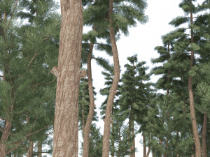 Evergreen conifer forest trees 3D Model