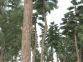 Evergreen conifer forest trees Modello 3D