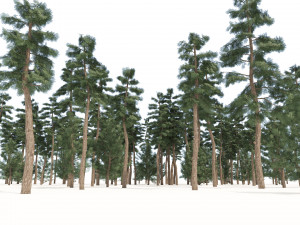 Evergreen conifer forest trees 3D Model