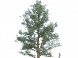 Evergreen conifer forest trees 3D Model