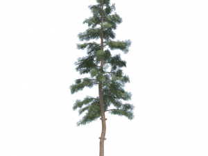 Evergreen conifer forest trees 3D Model