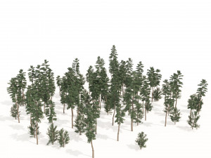 Evergreen conifer forest trees 3D Model