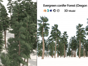 Evergreen conifer forest trees 3D Model
