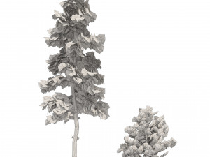 Evergreen conifer forest trees 3D Model