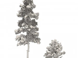 Evergreen conifer forest trees 3D Model