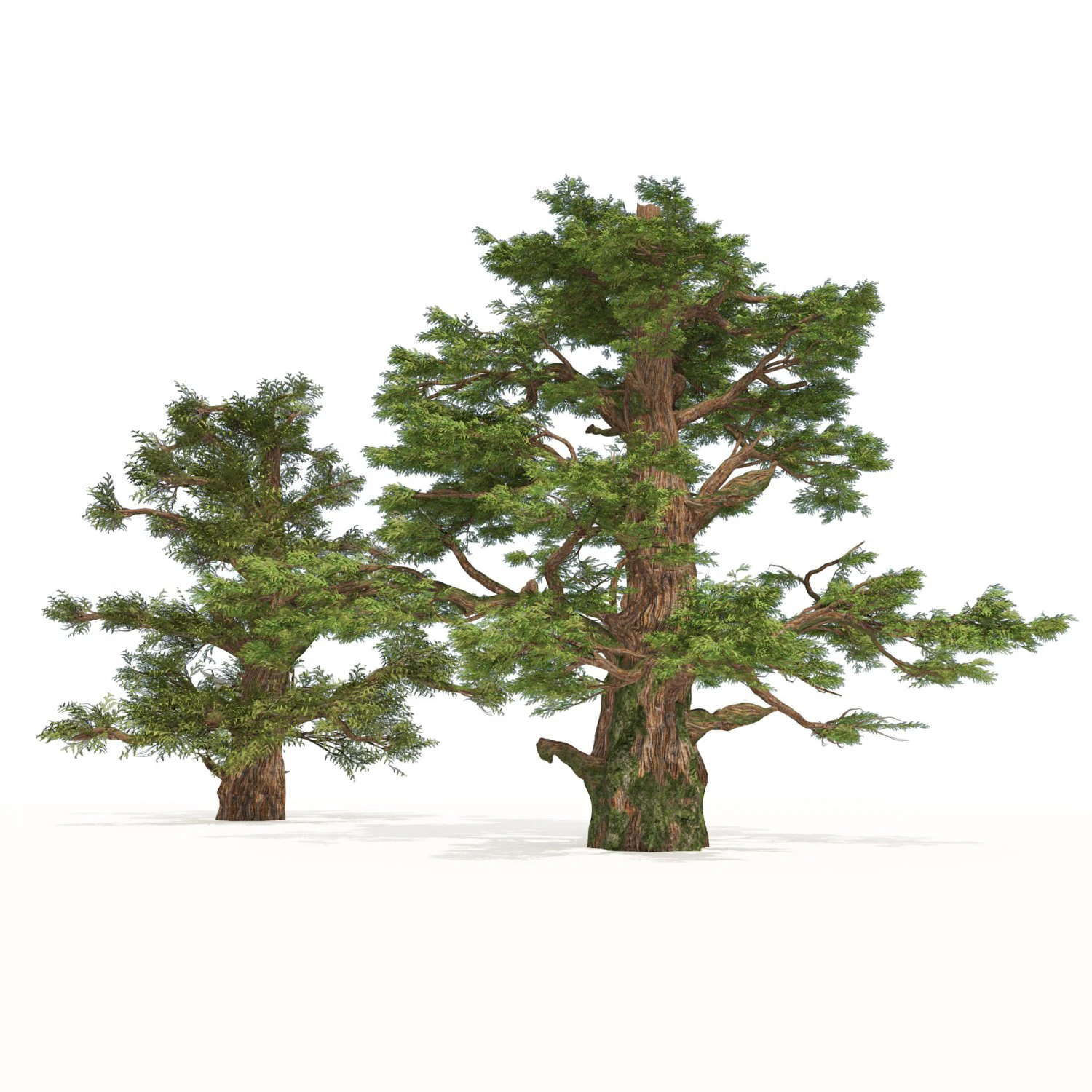 Juniper trees with berries fruit 3D Model .c4d .max .obj .3ds .fbx .stl .blend 