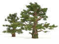 Juniper trees with berries fruit Modello 3D