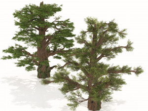 Juniper trees with berries fruit 3D मॉडल