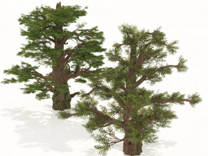 Juniper trees with berries fruit 3D Model