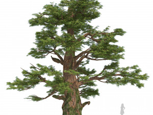 Juniper trees with berries fruit 3D मॉडल