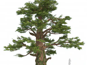 Juniper trees with berries fruit 3D Model