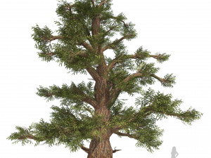 Juniper trees with berries fruit 3D मॉडल