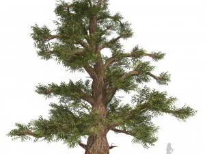 Juniper trees with berries fruit 3D Model