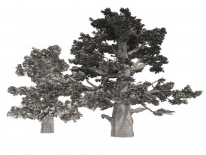 Juniper trees with berries fruit 3D मॉडल