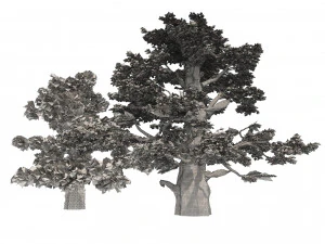 Juniper trees with berries fruit 3D Model