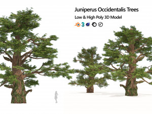 Juniper trees with berries fruit 3D मॉडल