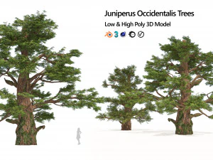 Juniper trees with berries fruit 3D Model