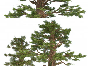 Juniper trees with berries fruit 3D Model