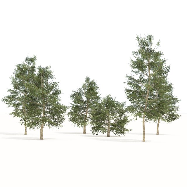 Common Buckthorn trees  3D Model .c4d .max .obj .3ds .fbx .lwo .lw .lws