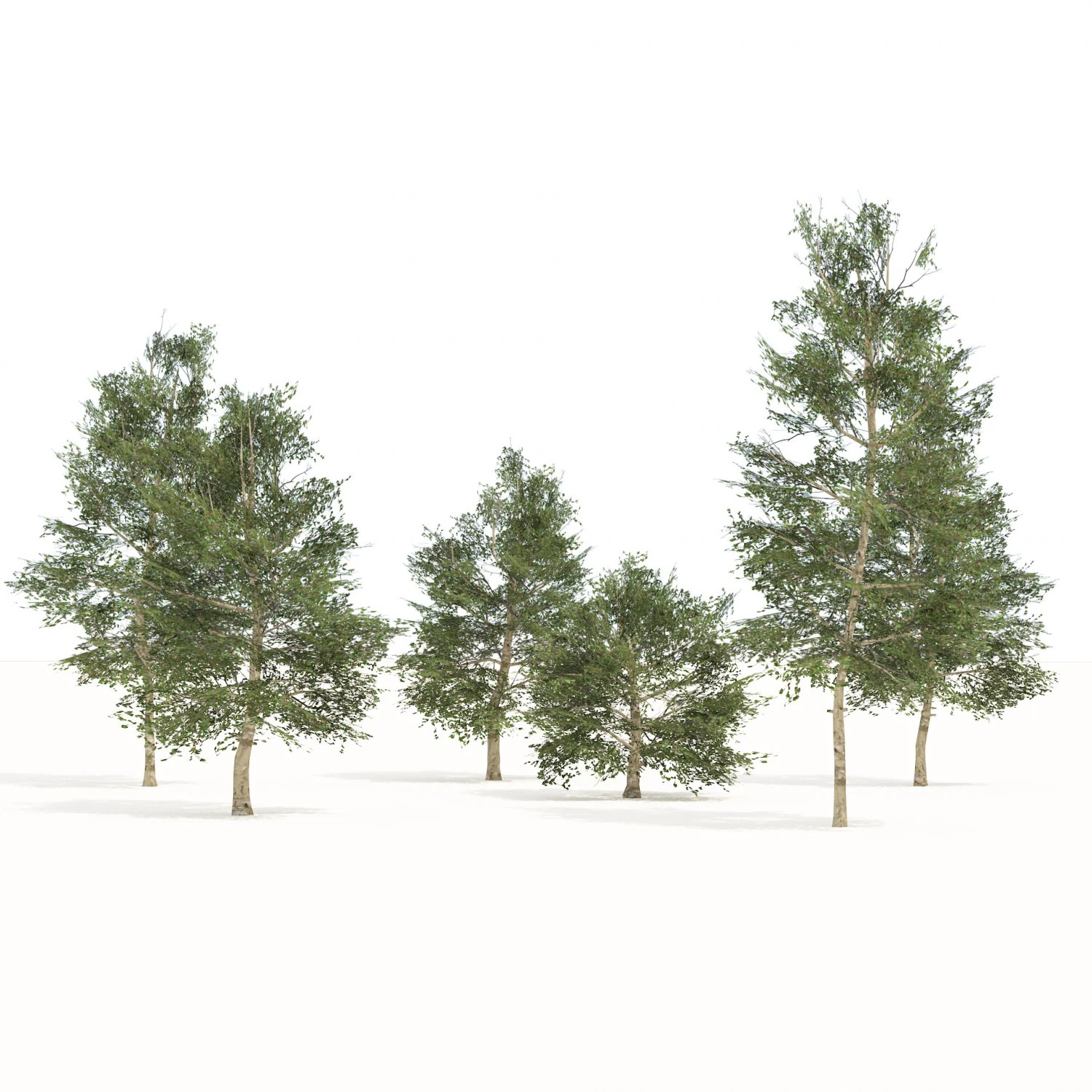 Common Buckthorn trees 3D Model .c4d .max .obj .3ds .fbx .stl .blend
