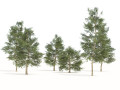 Common Buckthorn trees Modello 3D