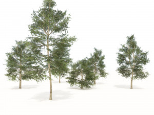 Common Buckthorn trees Model 3D