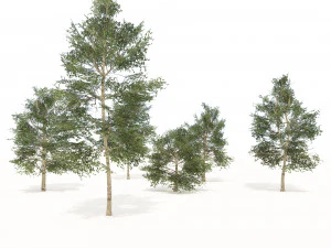 Common Buckthorn trees 3D Model