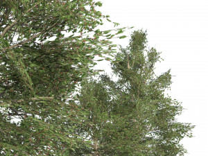 Common Buckthorn trees Model 3D
