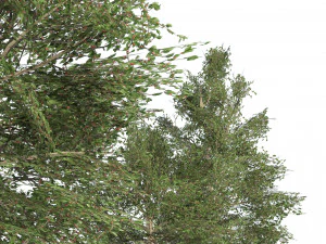 Common Buckthorn trees 3D Model