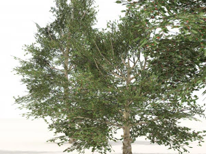 Common Buckthorn trees 3D Model