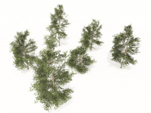 Common Buckthorn trees Model 3D